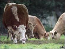  44114264 cattle 203