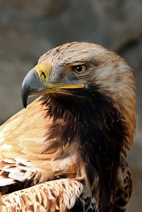 kaiseradler
